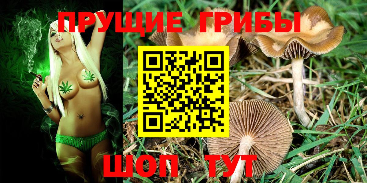 Псилоцибиновые грибы Psilocybe Крымск